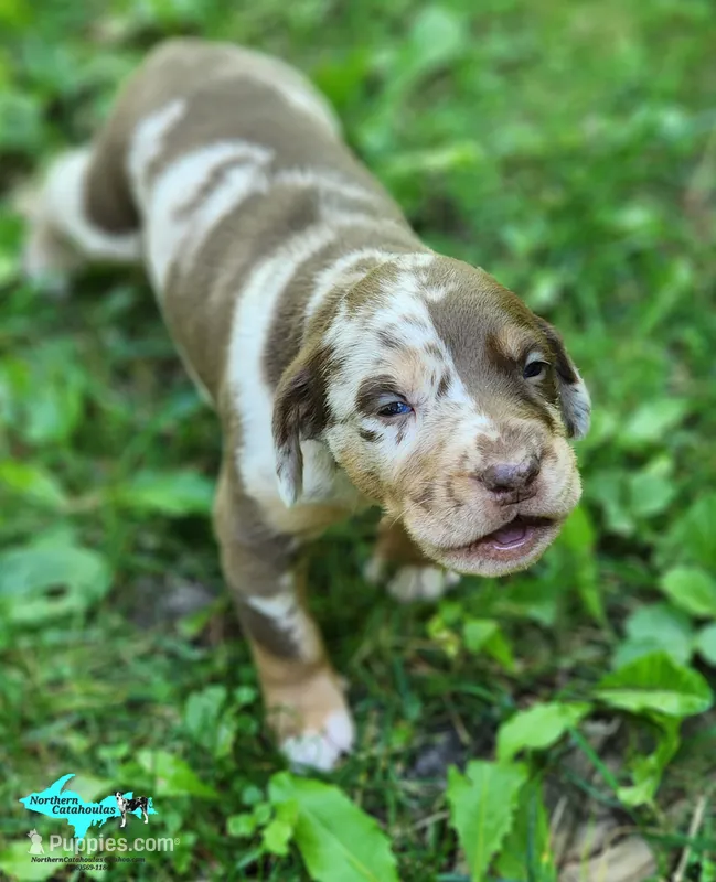 Oakley – Catahoula Leopard Dog puppy on hold in Moran, MI