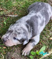 Marley, a female Catahoula Leopard Dog for sale in Moran, MI – 10 of 10