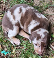 Oakley, a female Catahoula Leopard Dog for sale in Moran, MI – 6 of 10