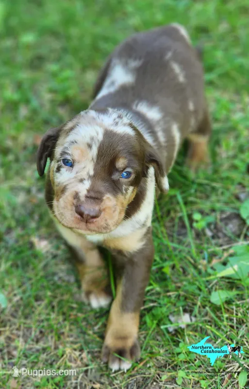 Joker – Catahoula Leopard Dog puppy on hold in Moran, MI