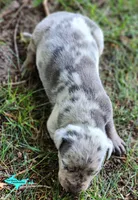 Atlas, a male Catahoula Leopard Dog for sale in Moran, MI – 4 of 10