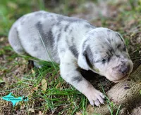 Atlas, a male Catahoula Leopard Dog for sale in Moran, MI – 2 of 10