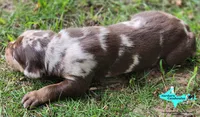 Joker, a male Catahoula Leopard Dog for sale in Moran, MI – 2 of 6