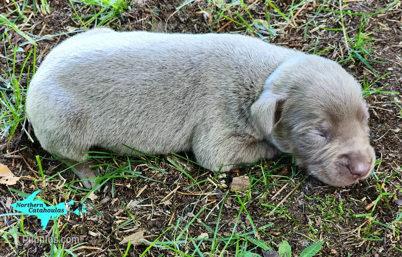 Milo – Catahoula Leopard Dog puppy for sale in Moran, MI