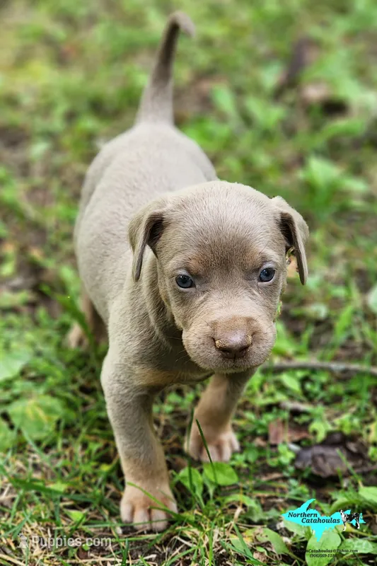 Milo – Catahoula Leopard Dog puppy for sale in Moran, MI