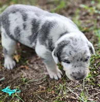Apollo, a male Catahoula Leopard Dog for sale in Moran, MI – 7 of 7