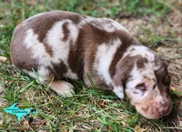Oakley, a female Catahoula Leopard Dog for sale in Moran, MI – 2 of 10