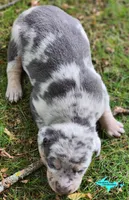 Mia, a female Catahoula Leopard Dog for sale in Moran, MI – 7 of 10