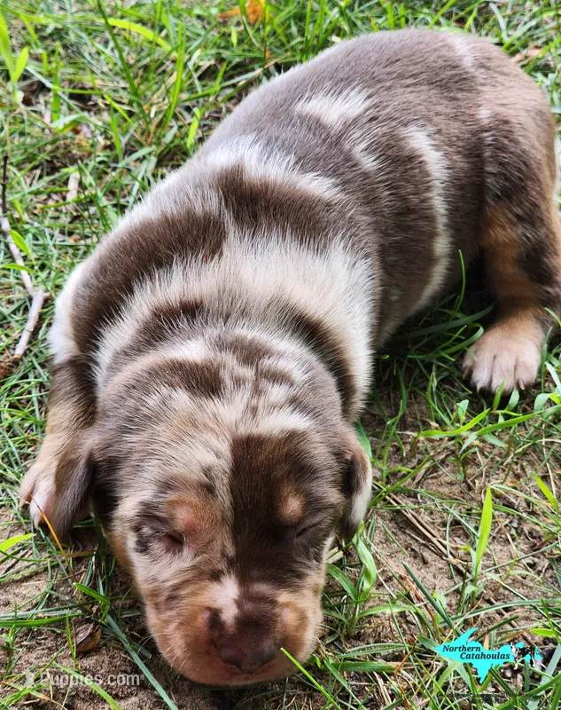 Joker – Catahoula Leopard Dog puppy for sale in Moran, MI