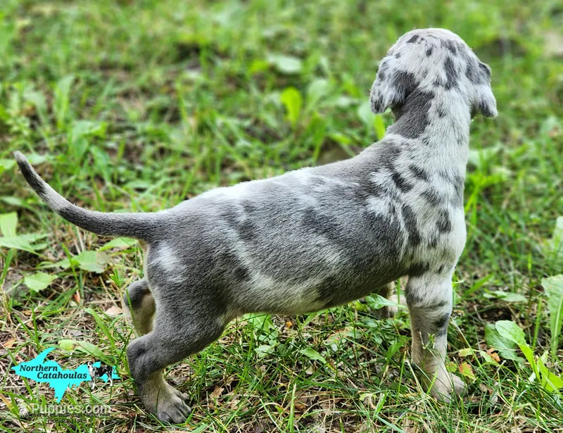 Atlas – Catahoula Leopard Dog puppy for sale in Moran, MI