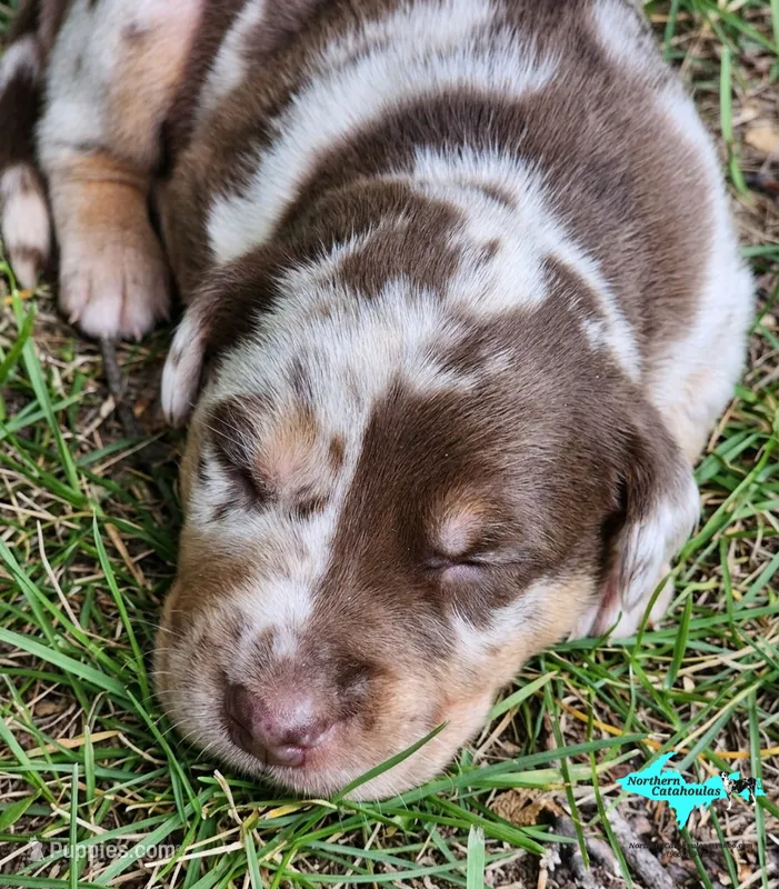 Oakley – Catahoula Leopard Dog puppy for sale in Moran, MI