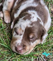 Oakley, a female Catahoula Leopard Dog for sale in Moran, MI – 1 of 10