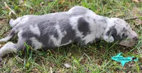 Mia, a female Catahoula Leopard Dog for sale in Moran, MI – 3 of 10