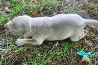 Milo, a male Catahoula Leopard Dog for sale in Moran, MI – 4 of 6