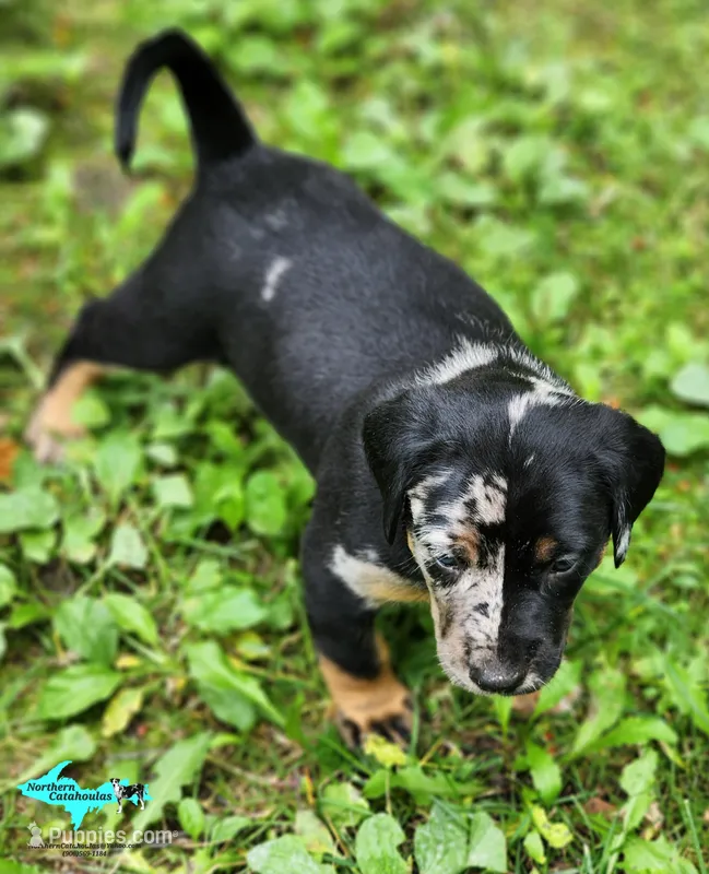 Blaze – Catahoula Leopard Dog puppy for sale in Moran, MI