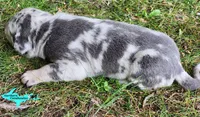Marley, a female Catahoula Leopard Dog for sale in Moran, MI – 6 of 10