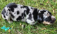 Bandit, a male Catahoula Leopard Dog for sale in Moran, MI – 5 of 9