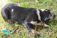 Blaze, a male Catahoula Leopard Dog for sale in Moran, MI – 4 of 6