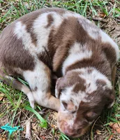 Oakley, a female Catahoula Leopard Dog for sale in Moran, MI – 4 of 10