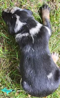 Blaze, a male Catahoula Leopard Dog for sale in Moran, MI – 5 of 6