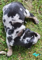 Bandit, a male Catahoula Leopard Dog for sale in Moran, MI – 8 of 9