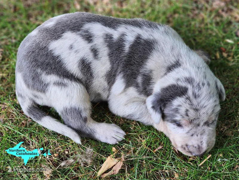 Apollo – Catahoula Leopard Dog puppy for sale in Moran, MI