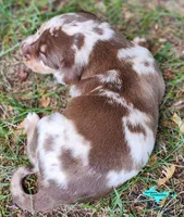 Oakley, a female Catahoula Leopard Dog for sale in Moran, MI – 8 of 10