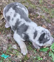 Apollo, a male Catahoula Leopard Dog for sale in Moran, MI – 2 of 7