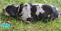 Bandit, a male Catahoula Leopard Dog for sale in Moran, MI – 9 of 9