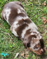 Joker, a male Catahoula Leopard Dog for sale in Moran, MI – 5 of 6