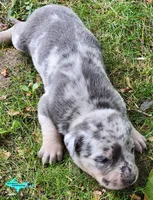 Marley, a female Catahoula Leopard Dog for sale in Moran, MI – 9 of 10