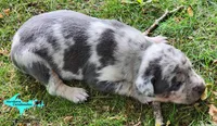 Mia, a female Catahoula Leopard Dog for sale in Moran, MI – 8 of 10