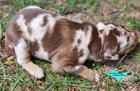 Oakley, a female Catahoula Leopard Dog for sale in Moran, MI – 10 of 10