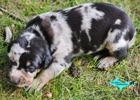 Bandit, a male Catahoula Leopard Dog for sale in Moran, MI – 3 of 9
