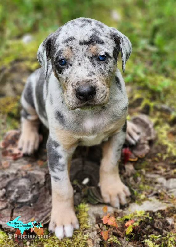 Mia – Catahoula Leopard Dog puppy on hold in Moran, MI