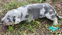 Apollo, a male Catahoula Leopard Dog for sale in Moran, MI – 5 of 7
