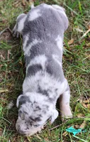 Mia, a female Catahoula Leopard Dog for sale in Moran, MI – 2 of 10