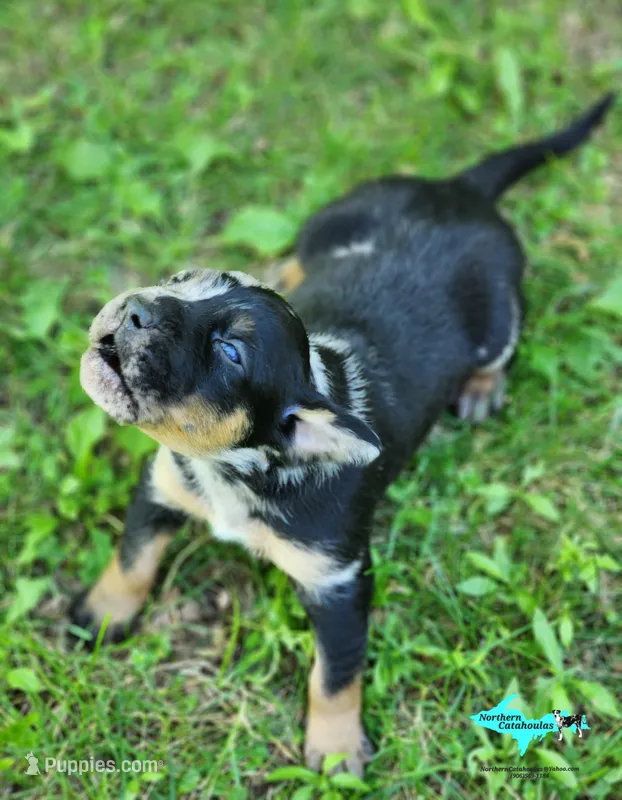 Blaze – Catahoula Leopard Dog puppy on hold in Moran, MI