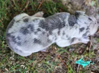 Atlas, a male Catahoula Leopard Dog for sale in Moran, MI – 8 of 10