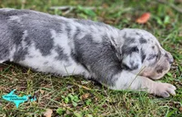 Marley, a female Catahoula Leopard Dog for sale in Moran, MI – 3 of 10