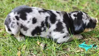 Bandit, a male Catahoula Leopard Dog for sale in Moran, MI – 6 of 9