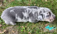 Marley, a female Catahoula Leopard Dog for sale in Moran, MI – 8 of 10