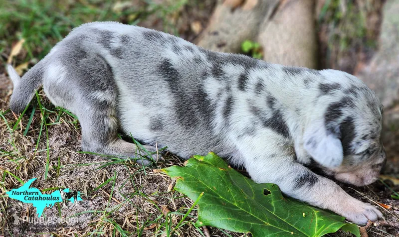 Atlas – Catahoula Leopard Dog puppy for sale in Moran, MI