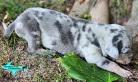 Atlas, a male Catahoula Leopard Dog for sale in Moran, MI – 1 of 10