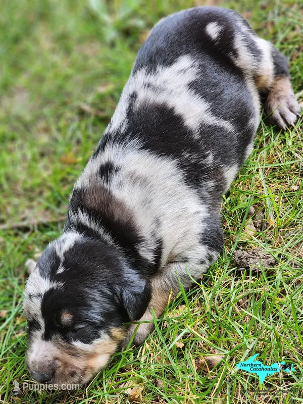 Bandit – Catahoula Leopard Dog puppy for sale in Moran, MI