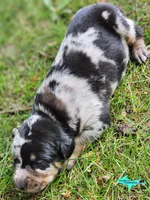 Bandit, a male Catahoula Leopard Dog for sale in Moran, MI – 1 of 9