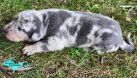 Marley, a female Catahoula Leopard Dog for sale in Moran, MI – 7 of 10