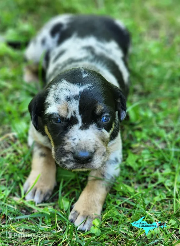 Bandit – Catahoula Leopard Dog puppy on hold in Moran, MI
