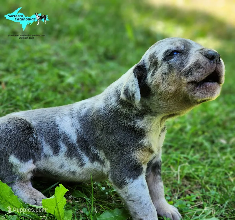Marley – Catahoula Leopard Dog puppy on hold in Moran, MI