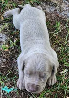 Milo, a male Catahoula Leopard Dog for sale in Moran, MI – 5 of 6